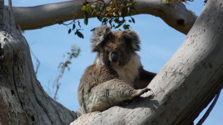 Koala
